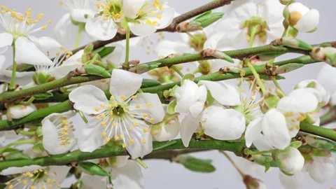 Apple tree blossom timelapse on white Stock Footage 162967823