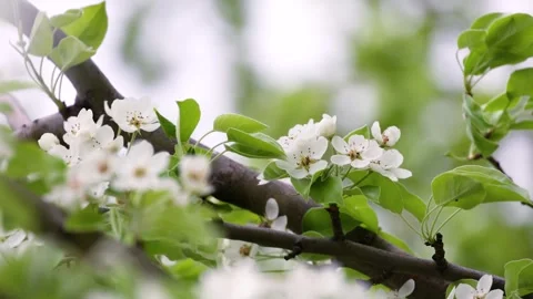 Apple tree blossom. White apple blossoms surrounded by green foliage Stock Footage 308357507