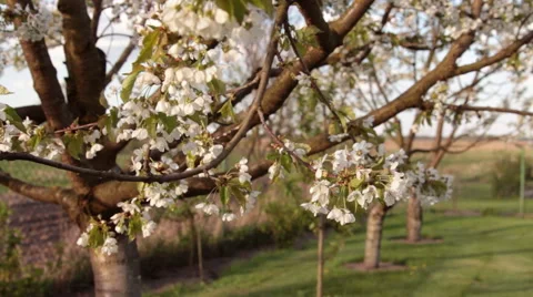 Apple tree blossom in wind Stock Footage 49719572