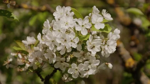 Apple Tree Blossom in the Wind Stock Footage 273940256