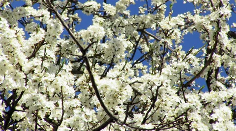 Apple tree blossoming, bees flying around Stock Footage 36471072