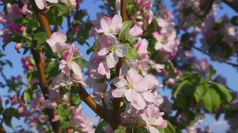 Apple tree blossoming, close up of bee Stock Footage 50237840