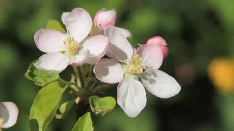 Apple tree blossoming flowers Video stock 63468231