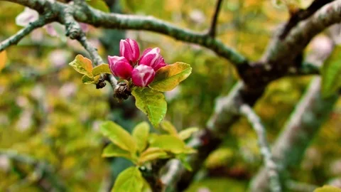 An apple tree blossoming. 스톡 동영상 99284364