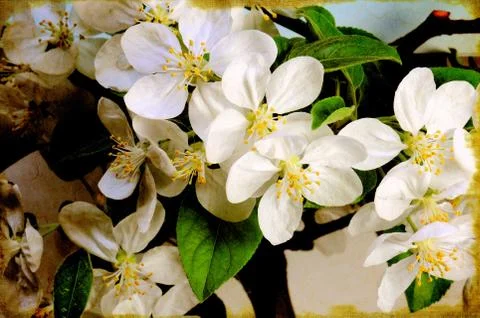 Apple tree blossoming Stock Illustration