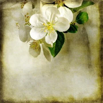 Apple tree blossoming Stock Illustration