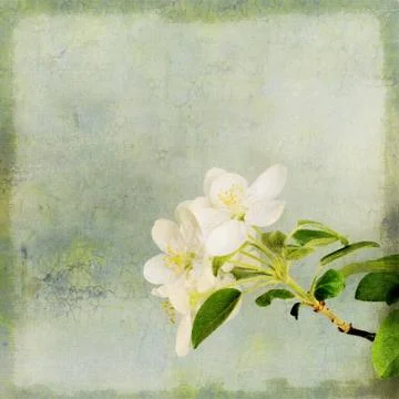 Apple tree blossoming Stock Illustration