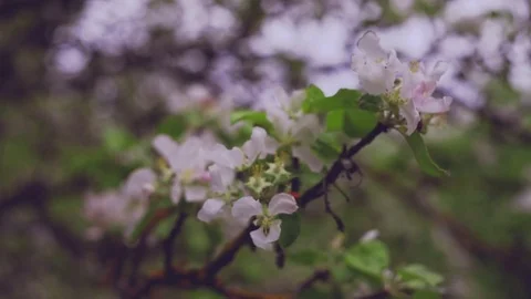 Apple tree blossoming in orchard Stock Footage 78168457