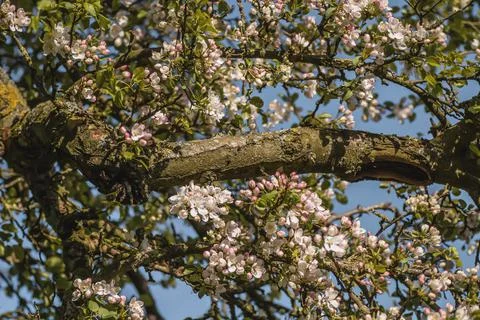 Apple tree blossoming Foto stock