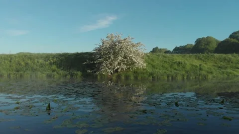 Apple Tree Blossoming on the river Stock Footage 196555475