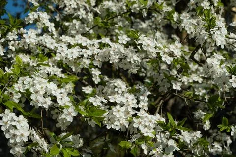 Apple tree blossoming in spring. White flowers and green leaves. Stock Photos
