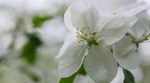 Apple Tree blossoming white flower Blowing In Wind Stock Footage 64219825