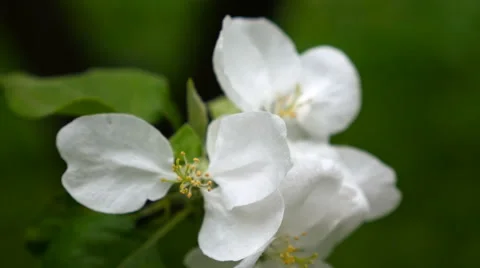 Apple Tree blossoming white flower Blowing In Wind during springtime, close-up Stock Footage 64220556