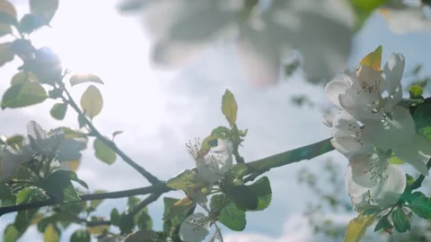 The apple tree blossoms 4K 스톡 동영상 132202070