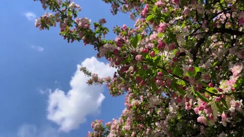 Apple tree blossoms against the blue sky. Stock Footage 190629943