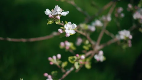 Apple tree blossoms against dark green defocused grass background. Slow motion Stock Footage 131256324