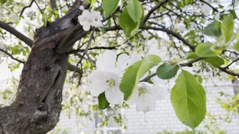 An apple tree blossoms and sways in the wind Stock Footage 240940102