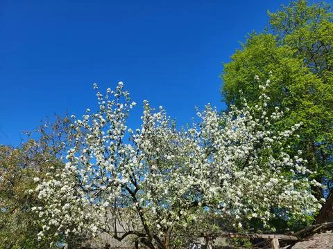 Apple Tree Blossoms in Backyard Spring Orchard Stock Photos