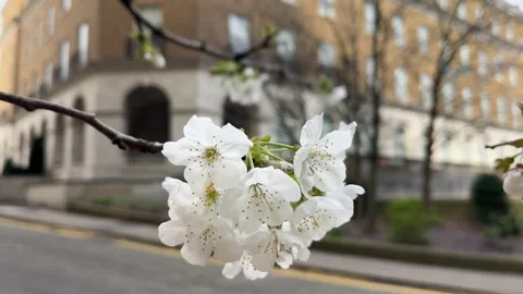 Apple Tree Blossoms in Bloom in UK City | Spring Urban Nature Close-Up Stock Footage 332069834