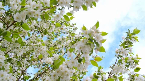 The apple tree blossoms, the branches of apple trees sweep in the wind Stock Footage 129821918