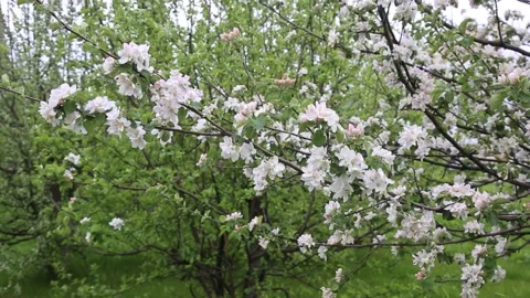 The apple tree blossoms, the branches of apple trees sweep in the wind. Stock Footage 130258827
