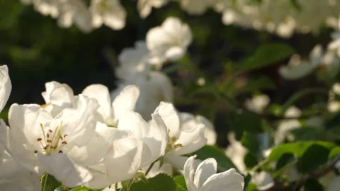 The apple tree blossoms, the branches of apple trees sweep in the wind Stock Footage 130588205
