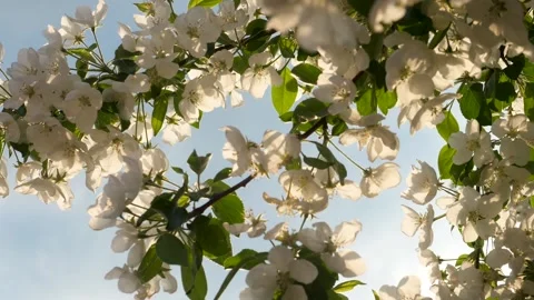 The apple tree blossoms, the branches of apple trees sweep in the wind Stock Footage 130594227