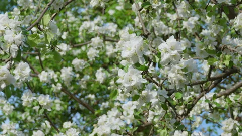 Apple tree blossoms on branches in spring orchard for fruit farm Stock Footage 334618320