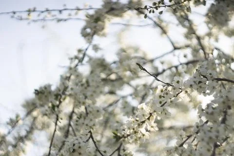Apple tree blossoms. bright and happy spring backdrop. Stock Photos