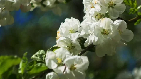 Apple Tree Blossoms Cinematic 4K Stock Footage 308824548