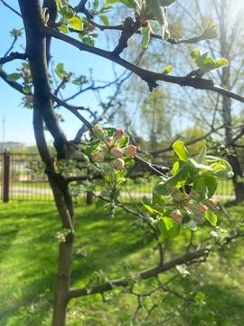 Apple tree blossoms in early spring with delicate pink flowers and fresh green Stock Photos