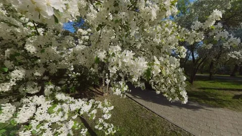 Apple tree blossoms Stock Footage 155853335