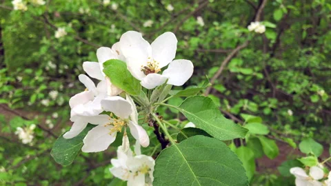 Apple tree blossoms Stock Footage 295808577