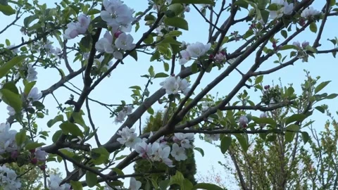 Apple tree blossoms in full bloom against a clear blue sky. Stock Footage 302300061