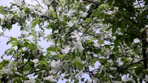 Apple tree blossoms with green leaves. spring branch Stock Footage 146830805