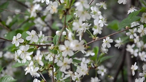 Apple tree blossoms with green leaves. spring branch 库存影片 146830840