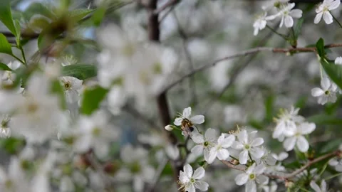 Apple tree blossoms with green leaves. spring branch 库存影片 146830966