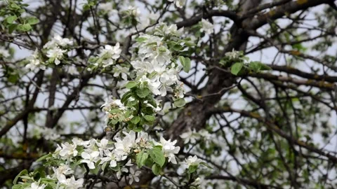 Apple tree blossoms with green leaves. spring branch Stock Footage 146831161
