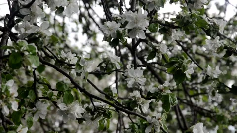 Apple tree blossoms with green leaves. spring branch 库存影片 146831165