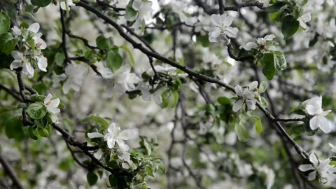 Apple tree blossoms with green leaves. spring branch 库存影片 146831180