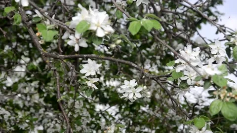 Apple tree blossoms with green leaves. spring branch 库存影片 146831321