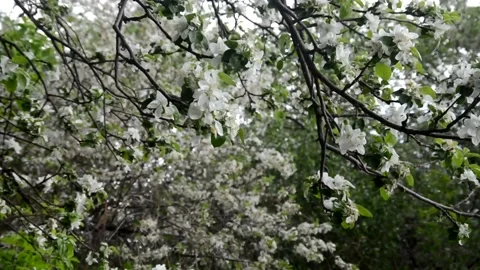 Apple tree blossoms with green leaves. spring branch Stock Footage 146831368