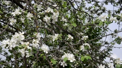 Apple tree blossoms with green leaves. spring branch Stock Footage 146831433