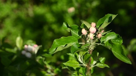 Apple Tree Blossoms in Morning Light – Close-Up Spring Nature Scene Видео 334179635