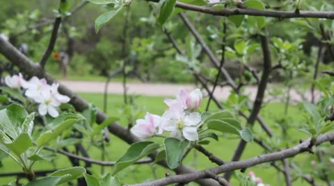 Apple tree blossoms moving. Stock Footage 5471938