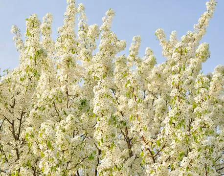Apple tree blossoms Stock Photos