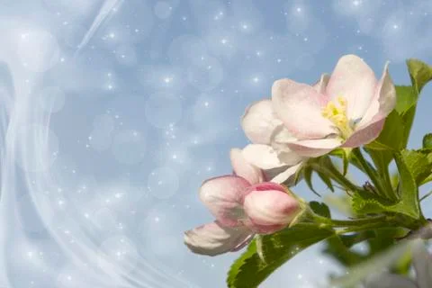 Apple-tree blossoms Stock Photos