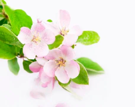 Apple tree blossoms Stock Photos