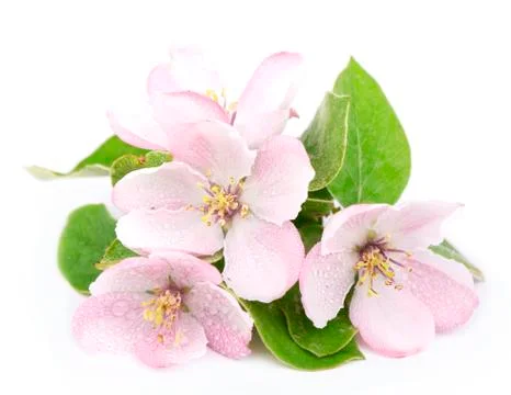 Apple tree blossoms Stock Photos