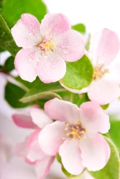 Apple tree blossoms Stock Photos